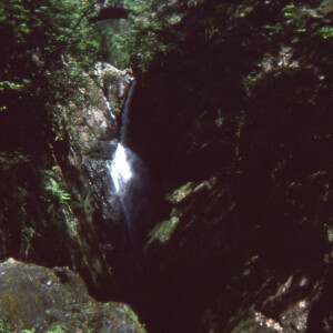 1977