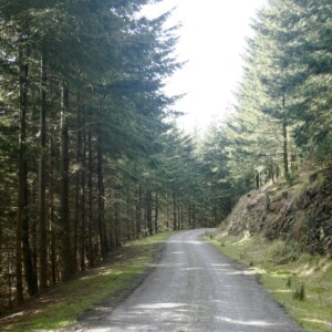 A section of forest road...
